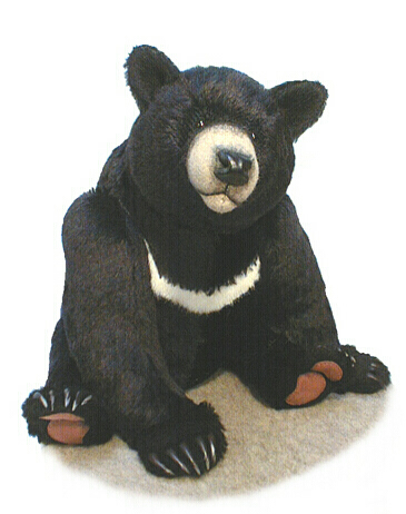 Tioga, the American Black Bear
